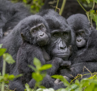 Gorilla Kisoro