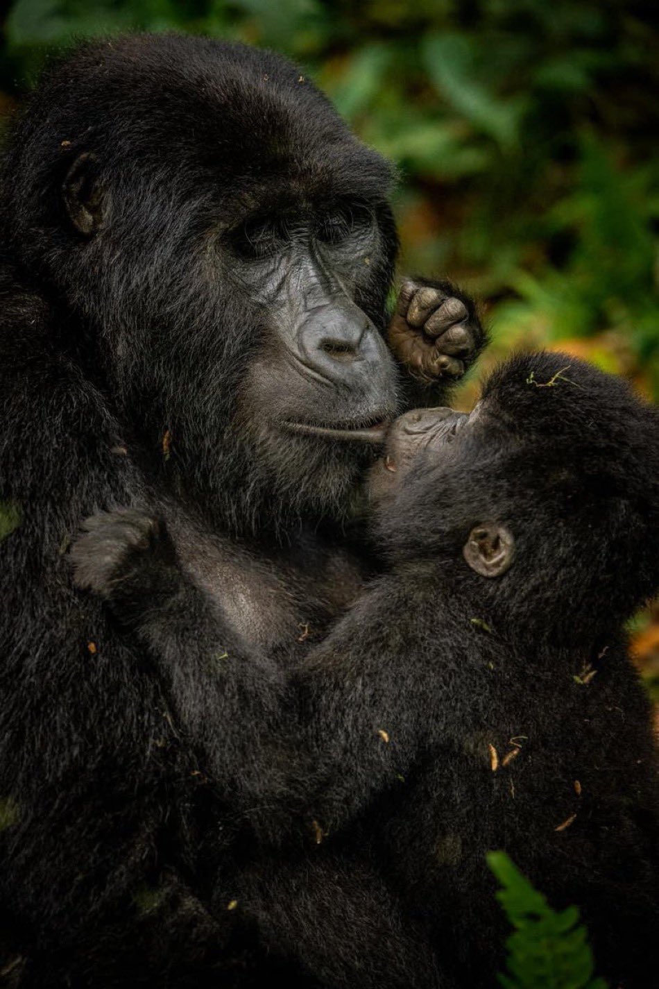 Gorilla trek Kisoro 